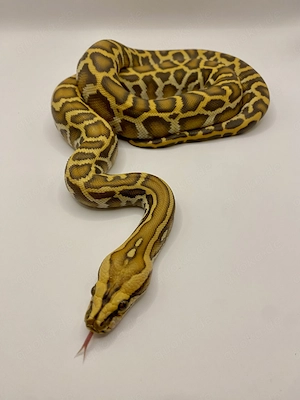 Python bivittatus 1.0 Caramel , von Aug 25