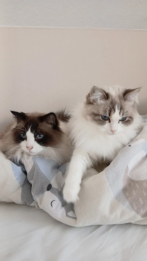2 wunderschöne ragdolls abzugeben 
