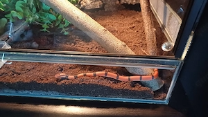 Bambusnatter abzugeben 0.0.1