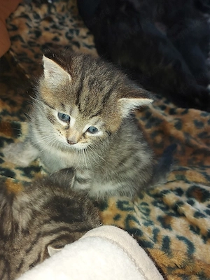 Norwegische waldkatzen mix