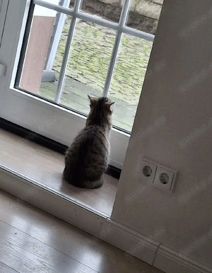 Main Coon Mix  Katze 