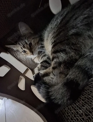 Main Coon Katze Mix 