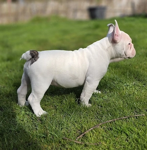 Die letzten 2 Rüden dürfen ab sofort ausziehen New English Bulldog 