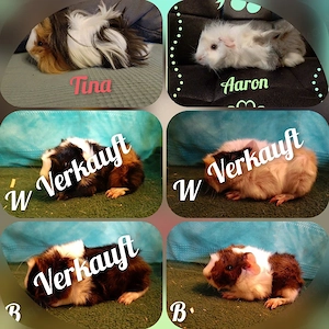 Junge Meerschweinchen Jungs suchen bald ein neues Zuhause 