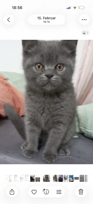 20Wochen altes Kitten(männlich)