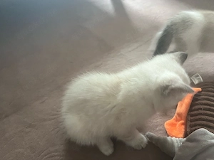 Wunderschöne Kitten Britisch kurzhaar