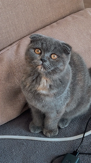 Zwei weibliche Kitten (Ragdoll   Britisch Kurzhaar)   abgabebereit