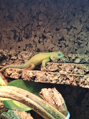 Malachit Stachelleguan Sceloporus malachiticus 