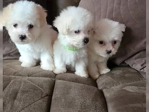 Kleine süße kleinbleibende Malteser Welpen