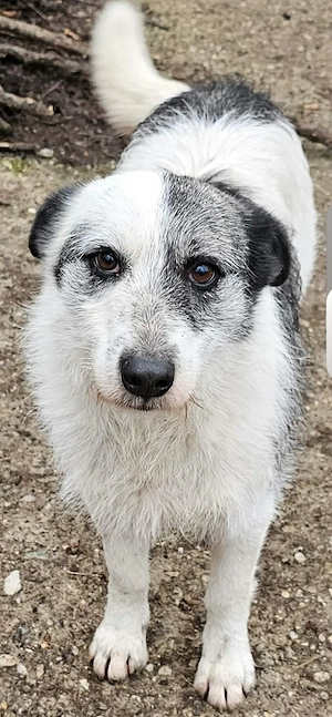 süße Hündin sucht ein Zuhause 