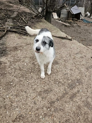 süße Hündin sucht ein Zuhause 