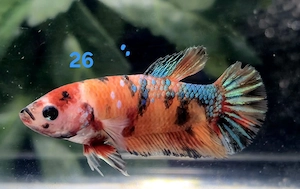 Kampffisch Männchen Betta splendens Koi HMPK 