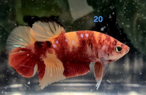 Kampffisch Männchen Betta splendens Koi HMPK 