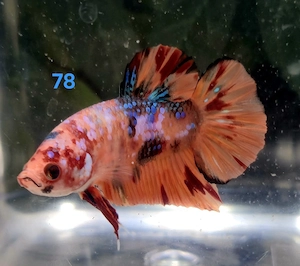 Kampffisch Männchen Betta splendens 