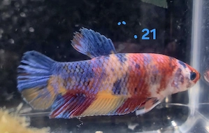 Kampffisch Männchen Betta splendens Koi HMPK