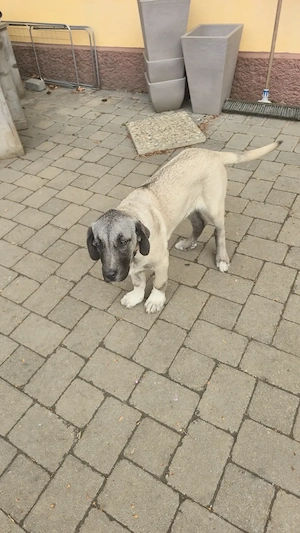 Kangal Welpen Asya sucht ein Zuhause 