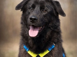 Nera - lieb, verträglich aber ohne Zuhause!