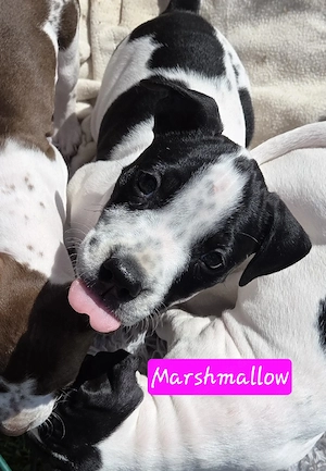 Staffordshire Welpen in Liebevolle Hände abzugeben   