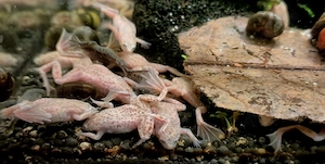 Zwergkrallenfrosch Hymenochirus boettgeri Bild 3