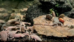 Zwergkrallenfrosch Hymenochirus boettgeri Bild 7