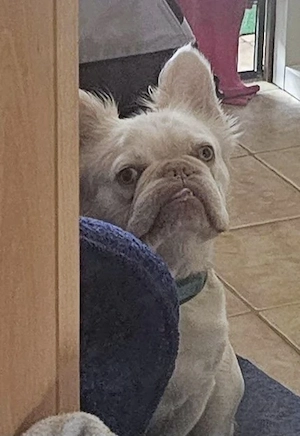 Schröder sucht zuhause 