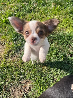 Reinrassiger Chihuahua Welpe Langhaar Rüde 