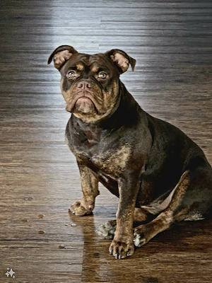 Bezaubernde Englische Bulldogge  Bella  sucht liebevolles Zuhause 