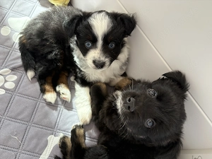  Toy Australian Shepherds 