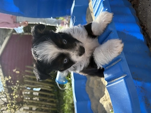 Toy Australian Shepherd Welpen 