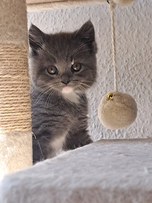 2 Kater BKH-NORWEGER-MIX abzugeben 