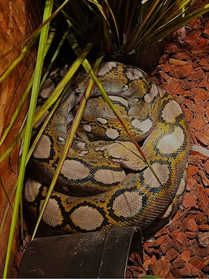 Dwarf Netzpython motley 1.0