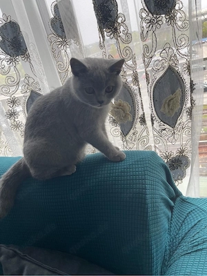 Süße Britisch Kurzhaar Kitten 