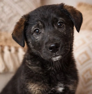 Piet - Hat den Hundeblick gut drauf!