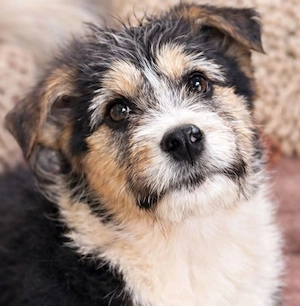 Moka - niedlicher Herdi Mix sucht dich!