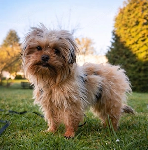 Ruby - Flauschball auf 4 Pfoten! Bild 2