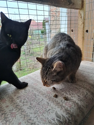 2 hübsche junge, kastrierte Katzenmädchen 