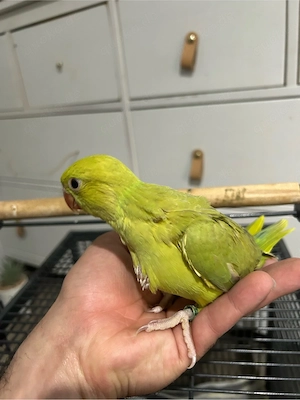 Halsbandsittiche 1 stück zu weiteren Handaufzucht