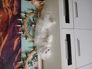 Perserkater 8 monate sucht ein neies zuhause