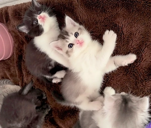 Zuckersüsse Reinrassige Bkh Kitten