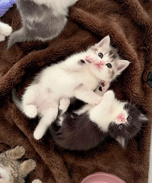 Zuckersüsse Reinrassige Bkh Kitten Bild 4