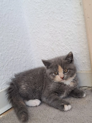 Diese 3 Kätzchen sind alle Mädchen! BKH-NORWEGER-MIX!