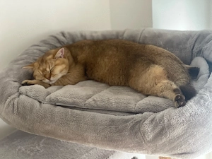 Lieber BKH Golden Tabby Deckkater