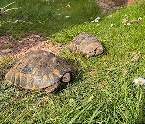 2 weibliche Grischiche Landschildkröte thh weiblich 17 Jahre alt