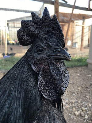 Brut-Eier Ayam Cemani  Höllenhuhn   Das schwarze Juwel unter den Hühnern
