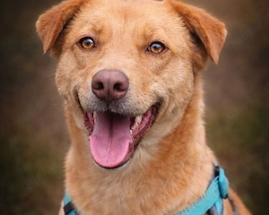 Hazel - Goldschatz sucht einen Platz!