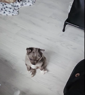 Süße Prinzessin  mit außergewöhnlicher Fellfärbung 