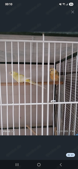 Psephotus haematonotus