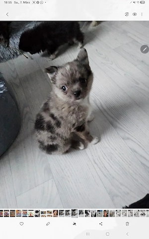 Süße Prinzessin  mit außergewöhnlicher Fellfärbung 