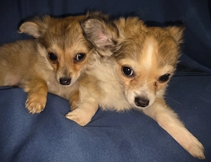 Chihuahua - Welpen ( Langhaar ) Bild 2