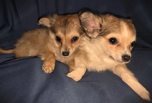 Chihuahua - Welpen ( Langhaar ) Bild 3